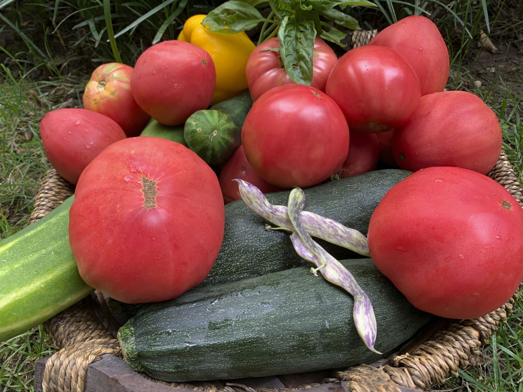 Tomato